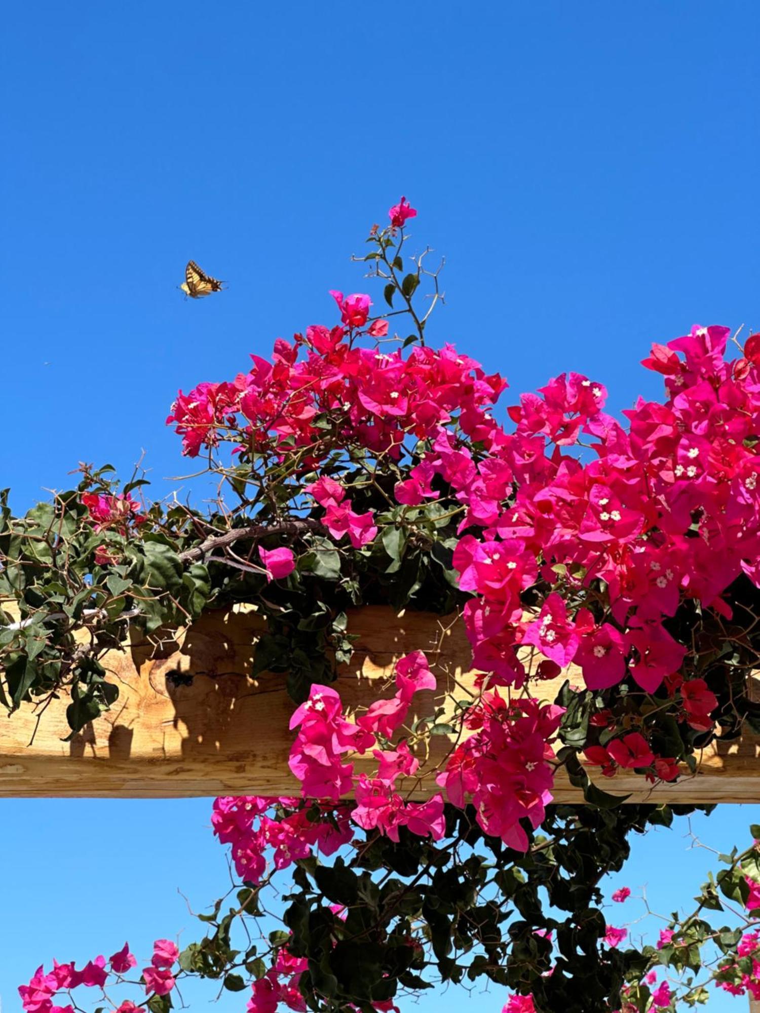 Appartamento Alio Naxos Agios Georgios  Esterno foto