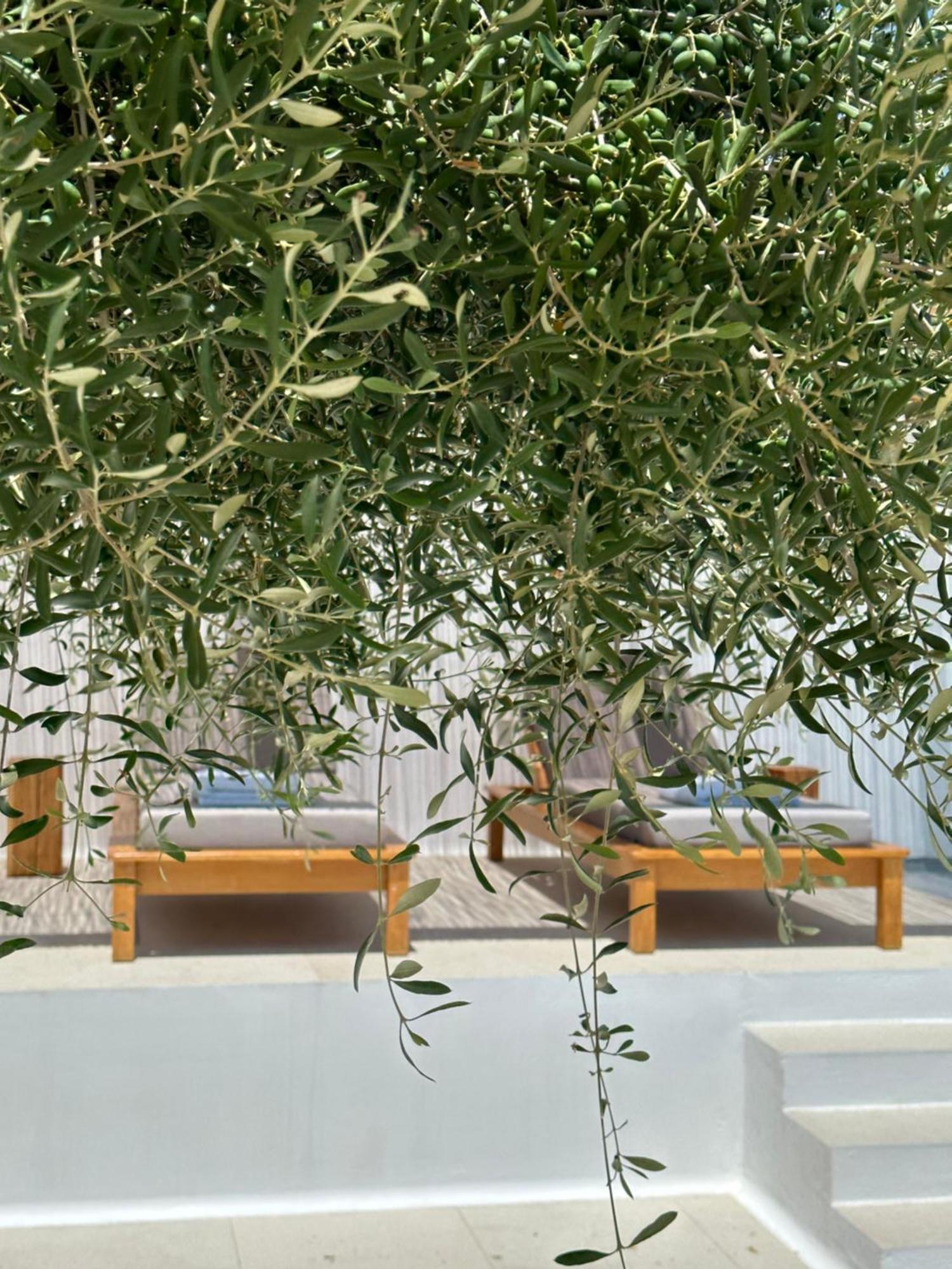 Appartamento Alio Naxos Agios Georgios  Esterno foto